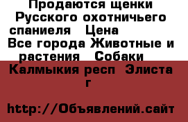 Продаются щенки Русского охотничьего спаниеля › Цена ­ 25 000 - Все города Животные и растения » Собаки   . Калмыкия респ.,Элиста г.